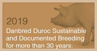 Duroc Sustainable and Documented Breeding for more than 30 years. 
