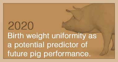 Birth weight uniformity as a potential predictor of future pig performance