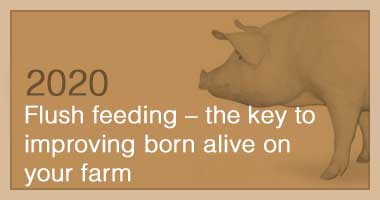 Flush feeding – the key to improving born alive on your farm 