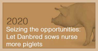 Seizing the opportunities: Let Danbred sows nurse more piglets 