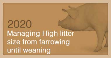 Managing High litter size from farrowing until weaning