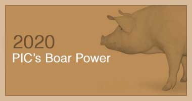 PIC’s Boar Power 