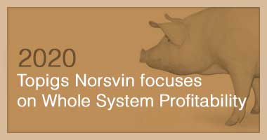 Topigs Norsvin focuses on Whole System Profitability 