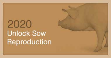 Unlock Sow Reproduction