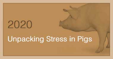 Unpacking Stress in Pigs  